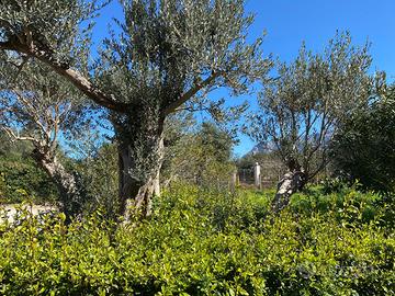 Terrasini - Cala Rossa: terreno agricolo 1300mq