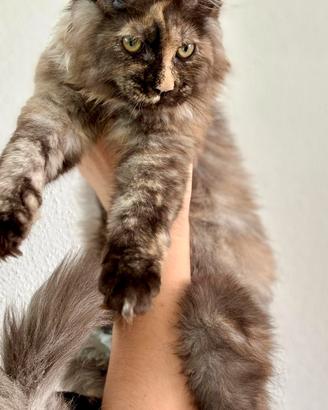 Maine Coon