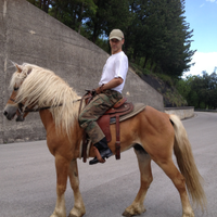 Puledri Haflinger Italia