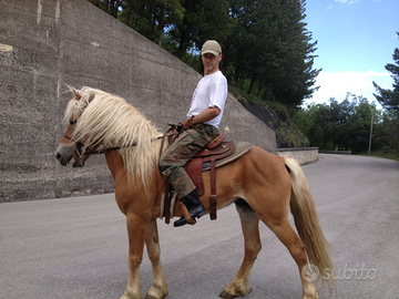 Puledri Haflinger Italia