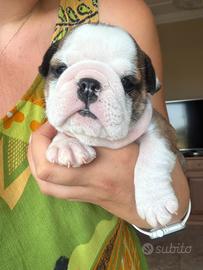 Cuccioli bulldog Inglese