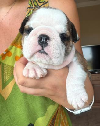 Cuccioli bulldog Inglese