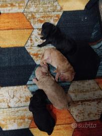 Cuccioli barboncino 
