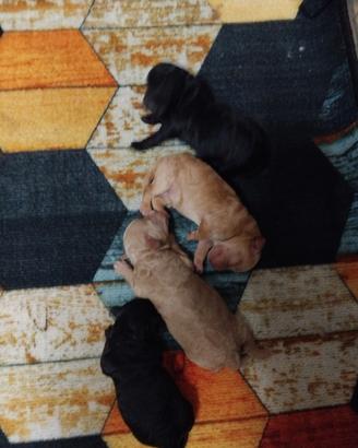 Cuccioli barboncino 