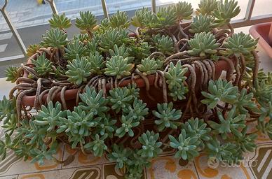 Pianta grassa Sedum
