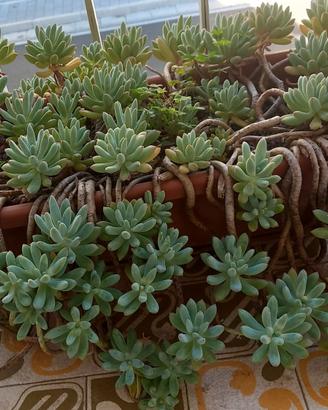 Pianta grassa Sedum