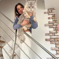 Maine coon cuccioli linea russa top pedigree