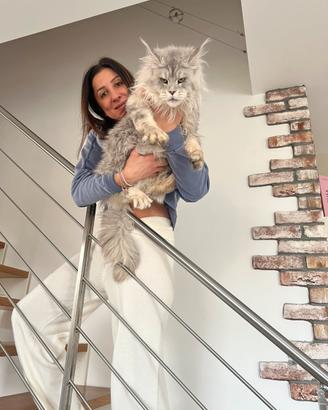 Maine coon cuccioli linea russa top pedigree