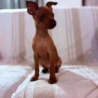 Cucciola di Pinscher