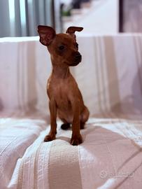 Cucciola di Pinscher
