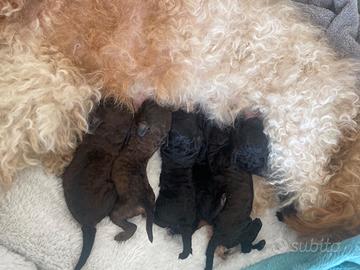 Cuccioli stupendi di barboncino,mamma non di razza