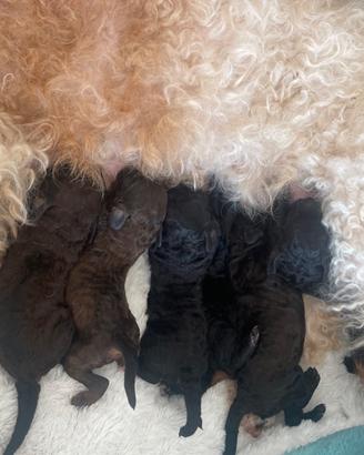 Cuccioli stupendi di barboncino,mamma non di razza