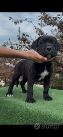 Cucciole cane corso con pedigree