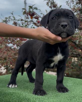 Cucciole cane corso con pedigree