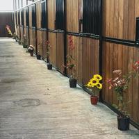 Scuderia in legno 20 box