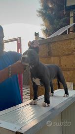 American Pit Bull Terrier UKC