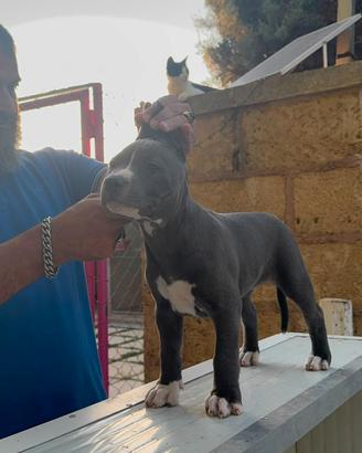 American Pit Bull Terrier UKC