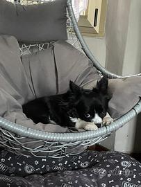Chihuahua per monta