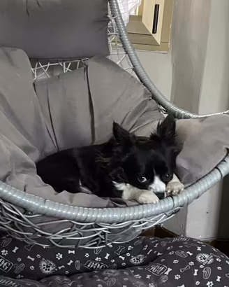 Chihuahua per monta