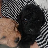 Cuccioli di barboncino nano