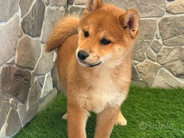 Shiba inu