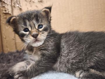Cuciolo di maine coon maschio