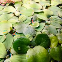 Piante acquario Pistia e Limnobium 