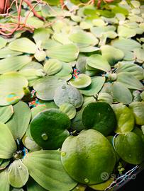 Piante acquario Pistia e Limnobium 