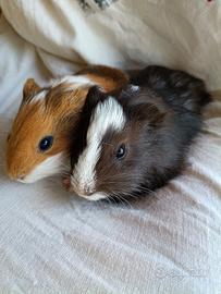 Cuccioli Porcellini d'india 