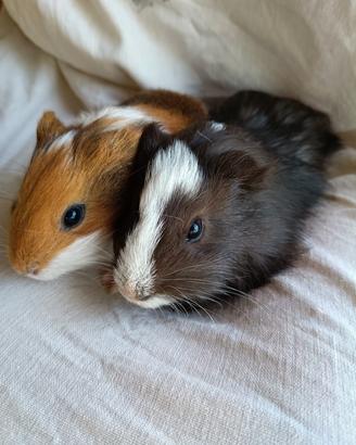Cuccioli Porcellini d'india 