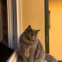 Monta per gatta siberiana