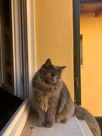 Monta per gatta siberiana