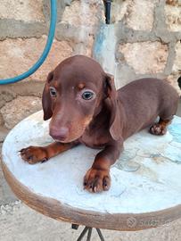 Bassotta cioccolato Kaninchen