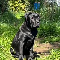 Cucciola di Cane Corso