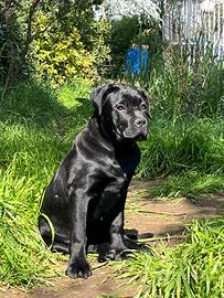 Cucciola di Cane Corso