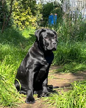Cucciola di Cane Corso