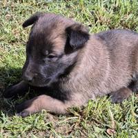 Pastore belga malinoise