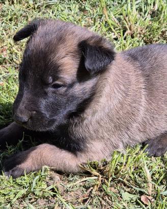 Pastore belga malinoise