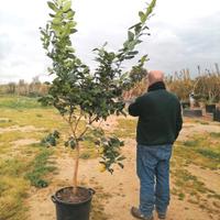 piante di agrumi 