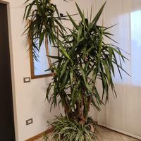 Yucca (tronchetto della felicità)