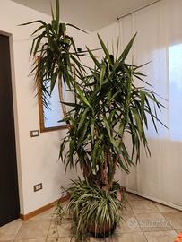 Yucca (tronchetto della felicità)