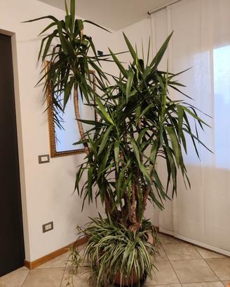 Yucca (tronchetto della felicità)