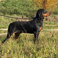 Cuccioli Di Segugio Italiano con Pedigree Enci