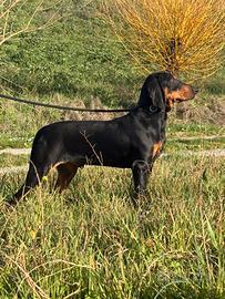 Cuccioli Di Segugio Italiano con Pedigree Enci