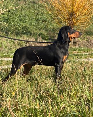 Cuccioli Di Segugio Italiano con Pedigree Enci