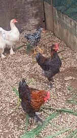 Galline e galli di varie razze