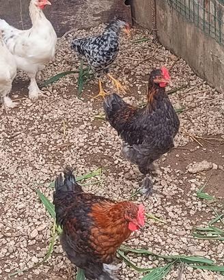 Galline e galli di varie razze