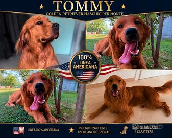 GOLDEN RETRIEVER 100% AMERICANO PER MONTE 