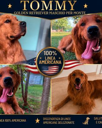 GOLDEN RETRIEVER 100% AMERICANO PER MONTE 