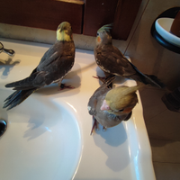 Tre belli calopsite svezzati